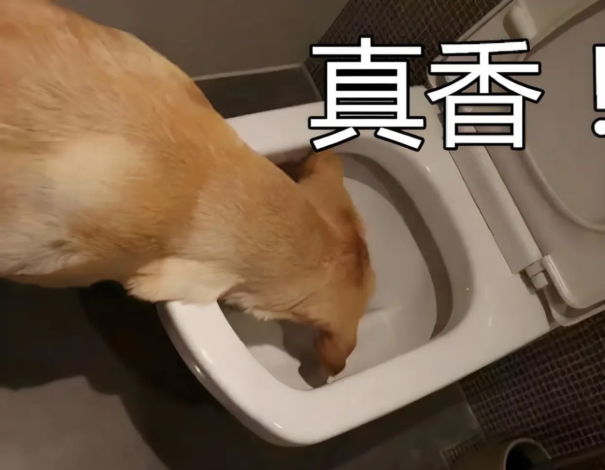 现在的开云体育招聘部都是一群狗屎管理当道！